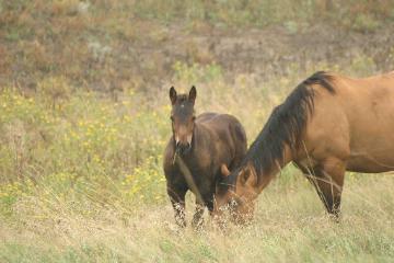 2007 Horse Colt By Chachi out of Sniper Rae Buck